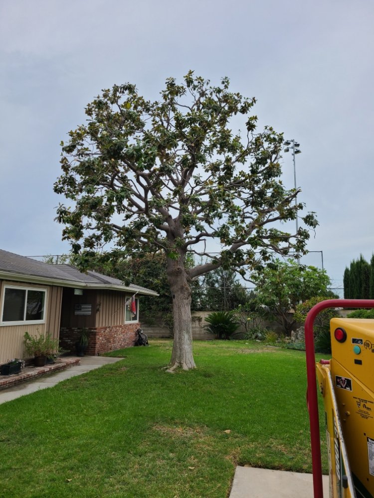 Octavio's Tree Service
