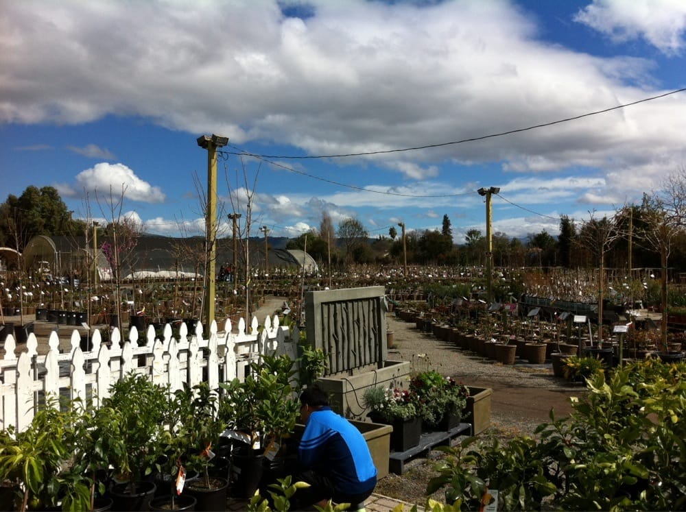 Regan Nursery 154 Photos & 116 Reviews Nurseries & Gardening 4268 Decoto Rd, Fremont, CA
