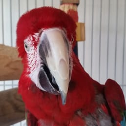 parrot sitter