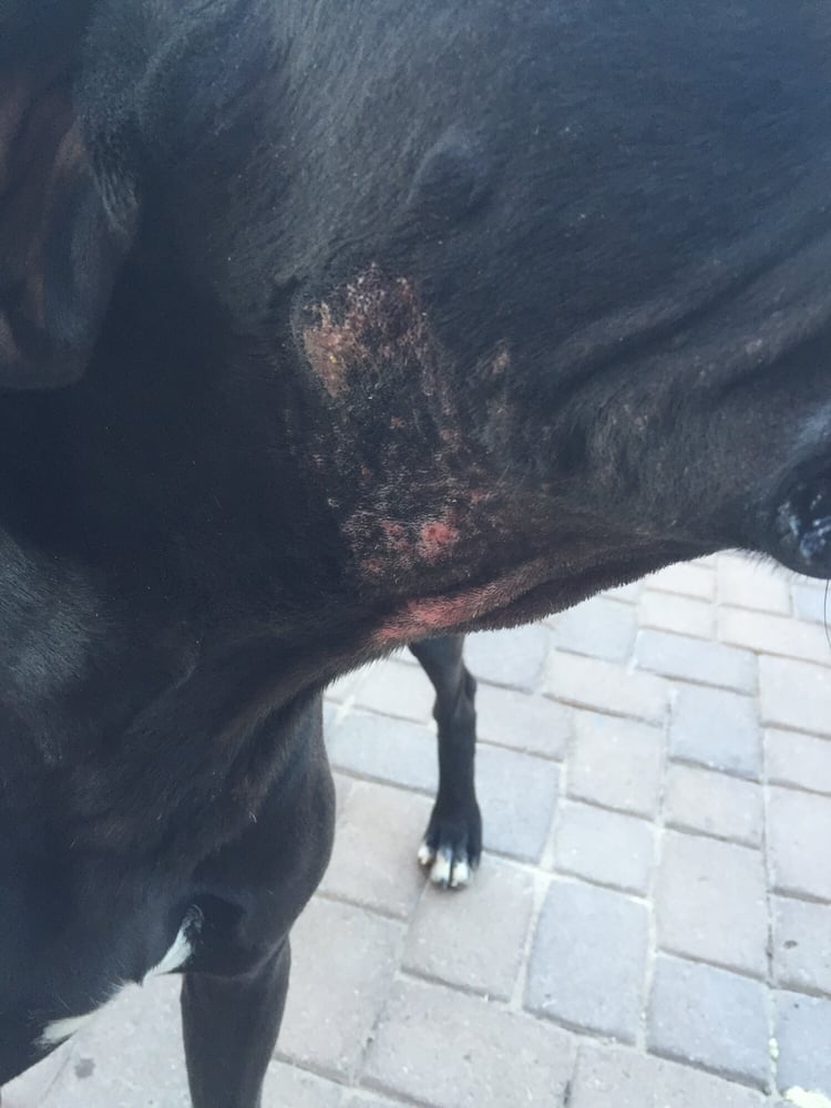 Boarded my Great Dane here for 5 days. He came out with