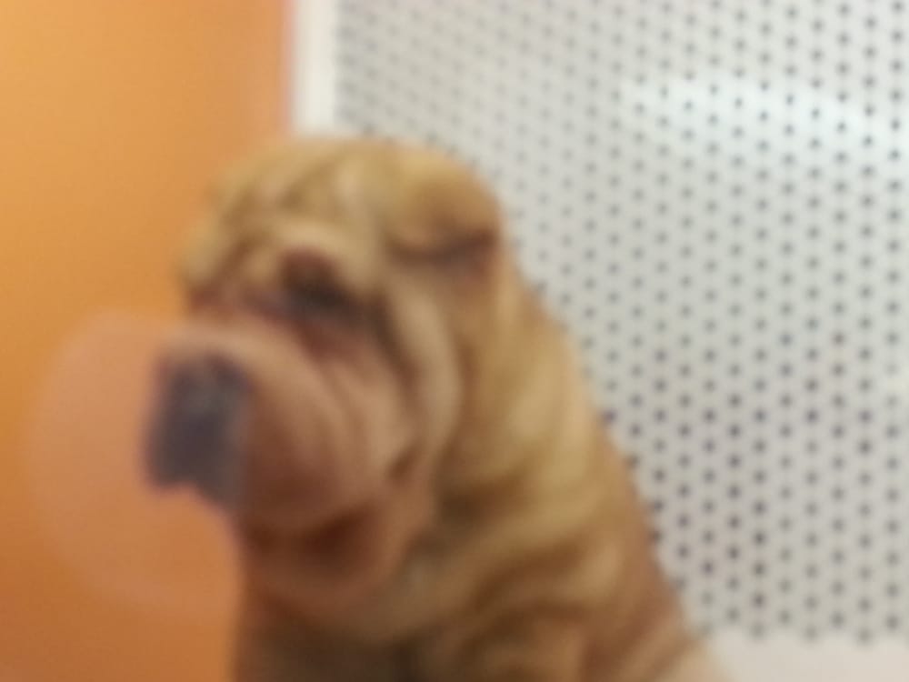 puppy store santa ca sharpei for sale 1 499 99 such a just he s not from a puppy mill puppy store santa ca sharpei for sale 1 499 99 such a just he s not from a puppy mill