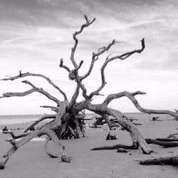 Driftwood Beach 213 Photos 55 Reviews Beaches N End Of Photo Of Driftwood Beach Jekyll Island Ga United States On The
