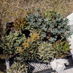 A R Nursery Nurseries Gardening 7950 Graves Ave Rosemead Photo Of A R Nursery Rosemead Ca United States Various Ground