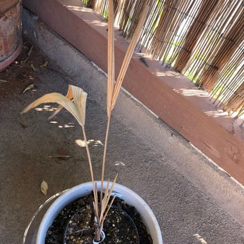 Top Tropicals 32 Photos Nurseries Gardening 13890 Orange Photo Of Top Tropicals Fort Myers Fl United States The Dead Plant
