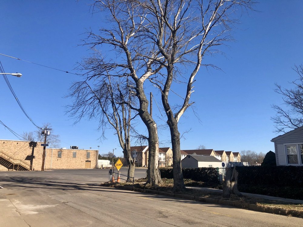 Ralph's Tree Service