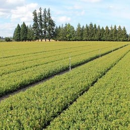 Oregon Blueberry Farms Nursery Nurseries Gardening 8474 Photo Of Oregon Blueberry Farms Nursery Silverton Or United States Near