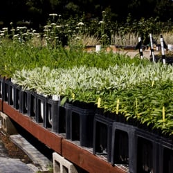The Watershed Nursery 18 Reviews Nurseries Gardening 601 A Photo Of The Watershed Nursery Richmond Ca United States Native Plants In