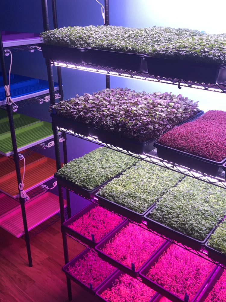 Aquarius Microgreens