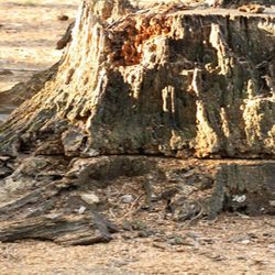 Top To Bottom Tree Services Mooresville Nc Photo Of Top To Bottom Tree Services Mooresville Nc United States Stump