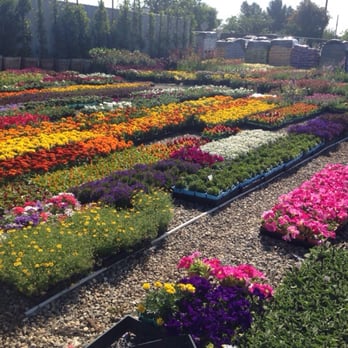 Vineland Nursery 24 Photos 36 Reviews Nurseries Gardening Photo Of Vineland Nursery North Hollywood Ca United States