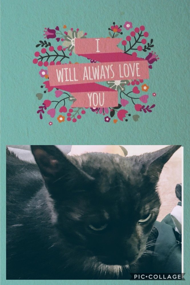 Heavenly Paws Cremations