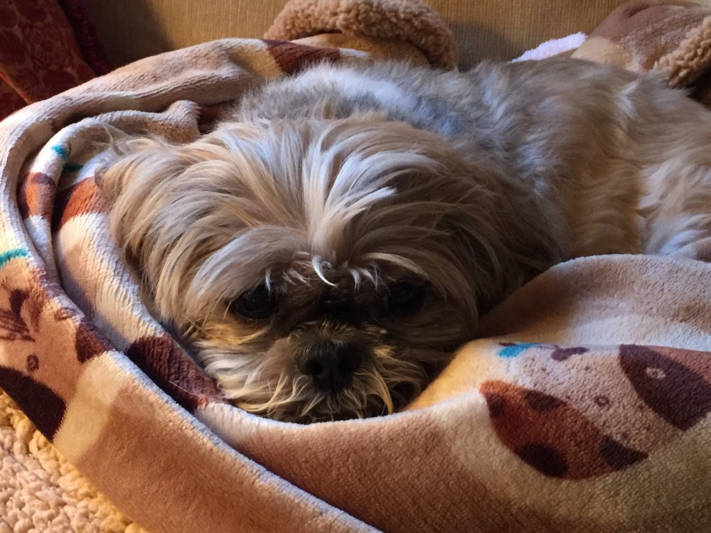 Winters Chapel Animal Hospital Veterinarians 3017 Ler Rd Winters Chapel Animal