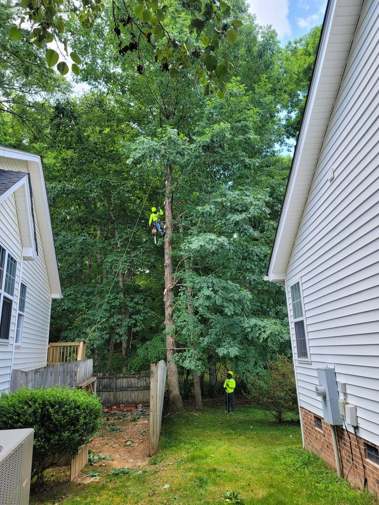 Cary Tree Removal