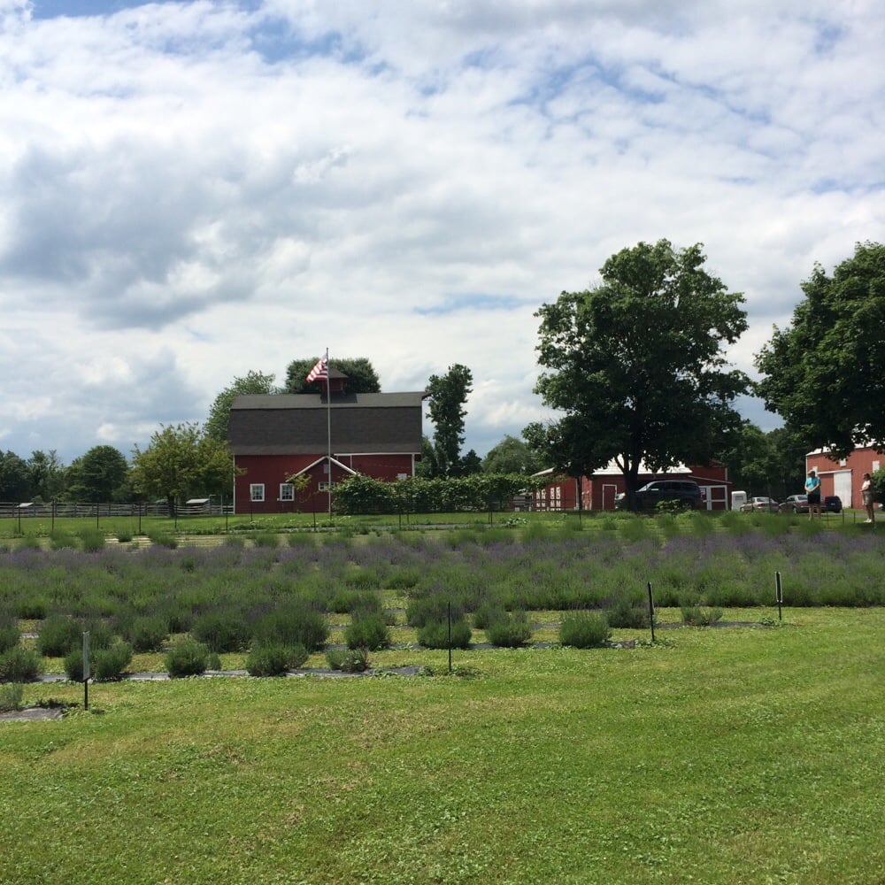 Hidden Spring Lavender Farm and Shoppe 16 Photos Gift Shops 890