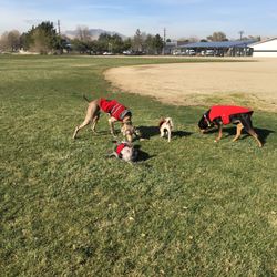 puppy sparks nv s house daycare boarding 32 billeder dyrepasning 325 5th st puppy sparks nv s house daycare boarding 32 billeder dyrepasning 325 5th st