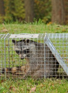 Active Pest Solutions