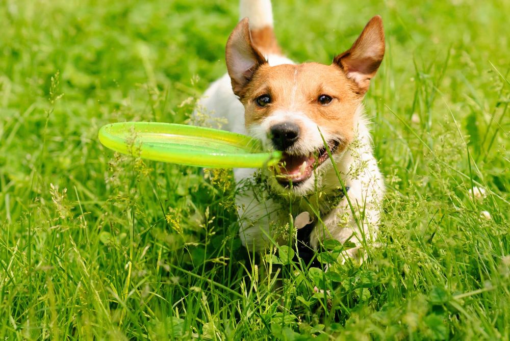 Silver Springs Animal Clinic 63 Photos & 19 Reviews Veterinarians