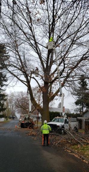 Uribe's Tree Service