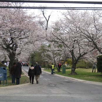 Cherry Blossom Girls