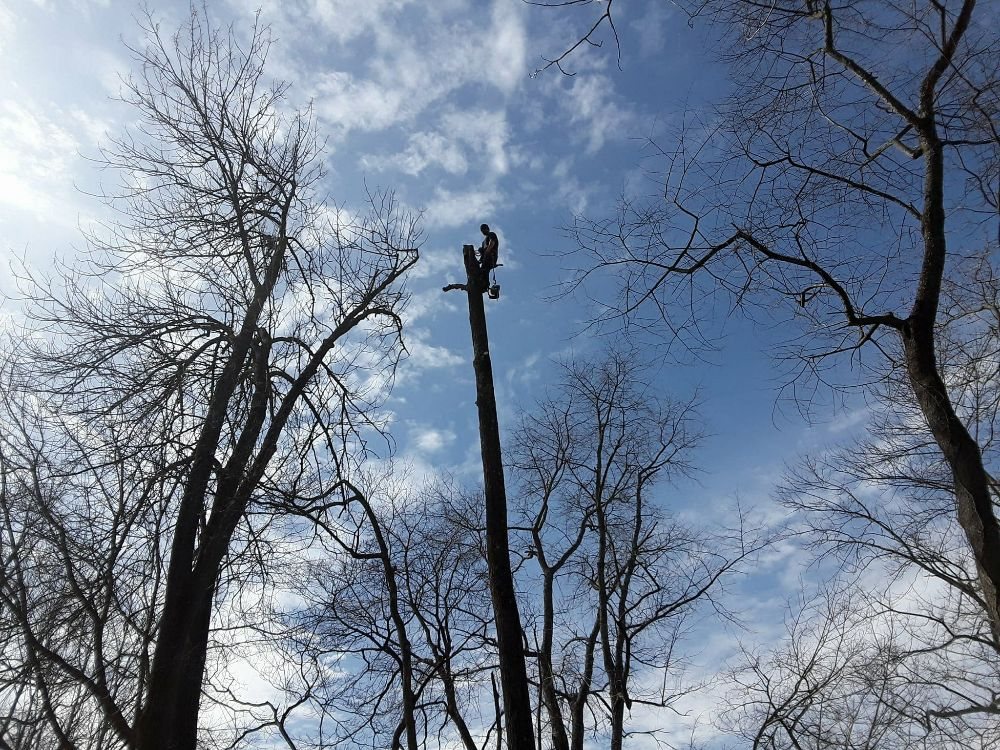 Hellock Tree Service