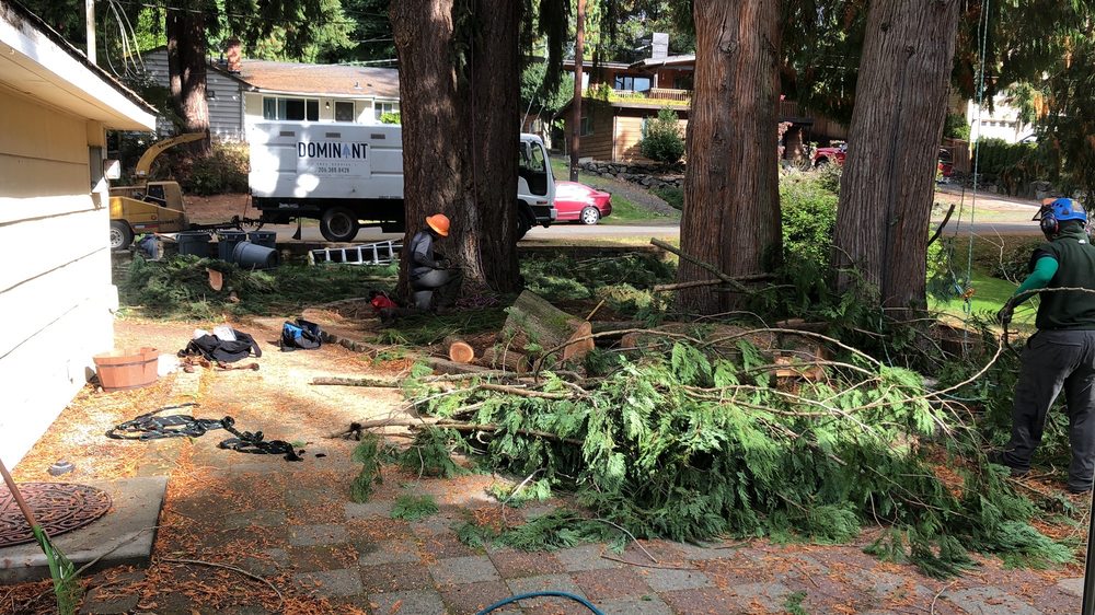 Dominant Tree Service