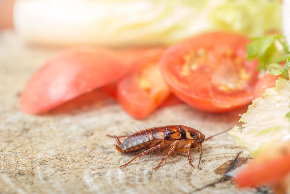 Hawkeye Home & Pest Solutions