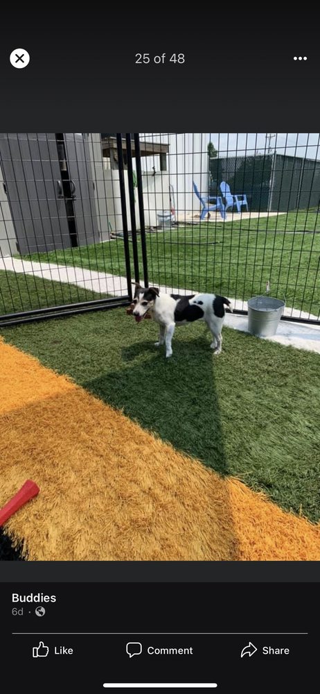Buddies Boarding and Pet Sitting