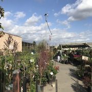 San Gabriel Nursery Florist 380 Photos 203 Reviews Nurseries Photo Of San Gabriel Nursery Florist Ca United States