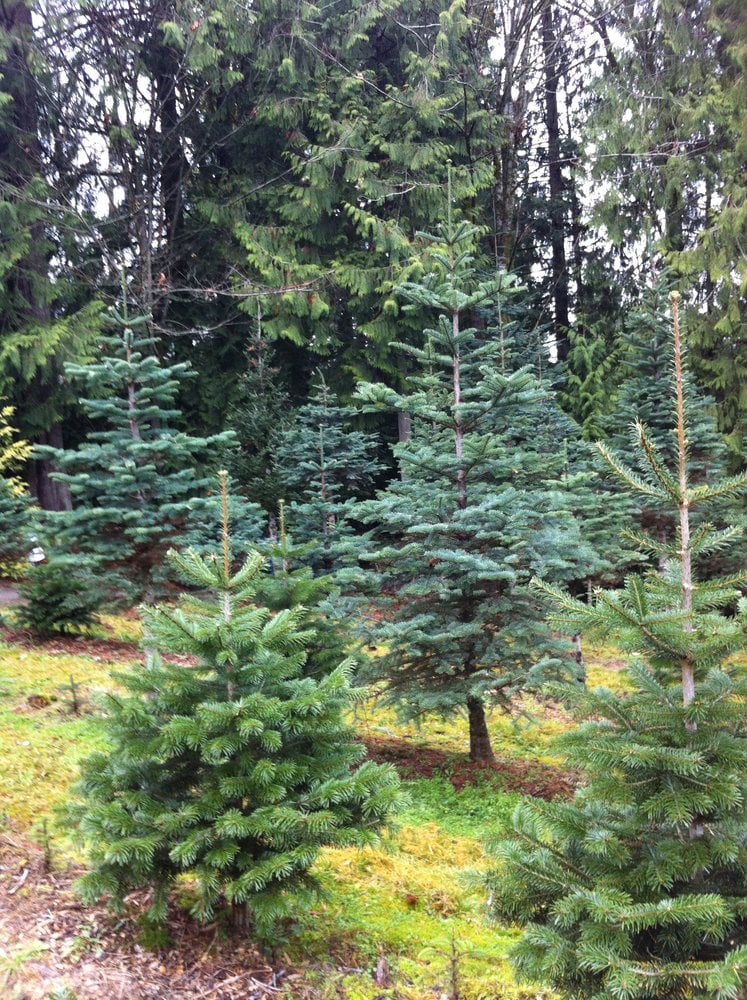 tree patch christmas tree farm 10 photos christmas tree patch christmas tree farm 10 photos christmas