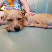 Photo of Boris & Horton - New York, NY, United States. One of the adoptable dogs.