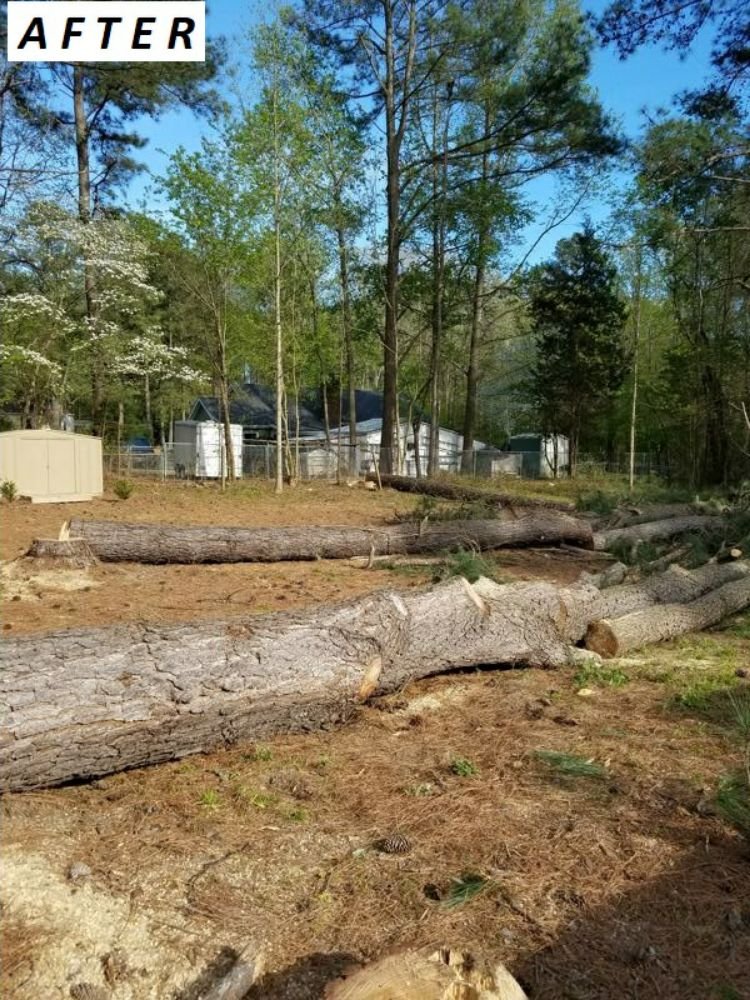 Innovation's tree service