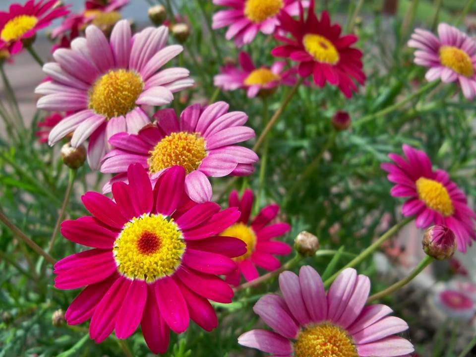 image of business Excellence Drywall & Paint