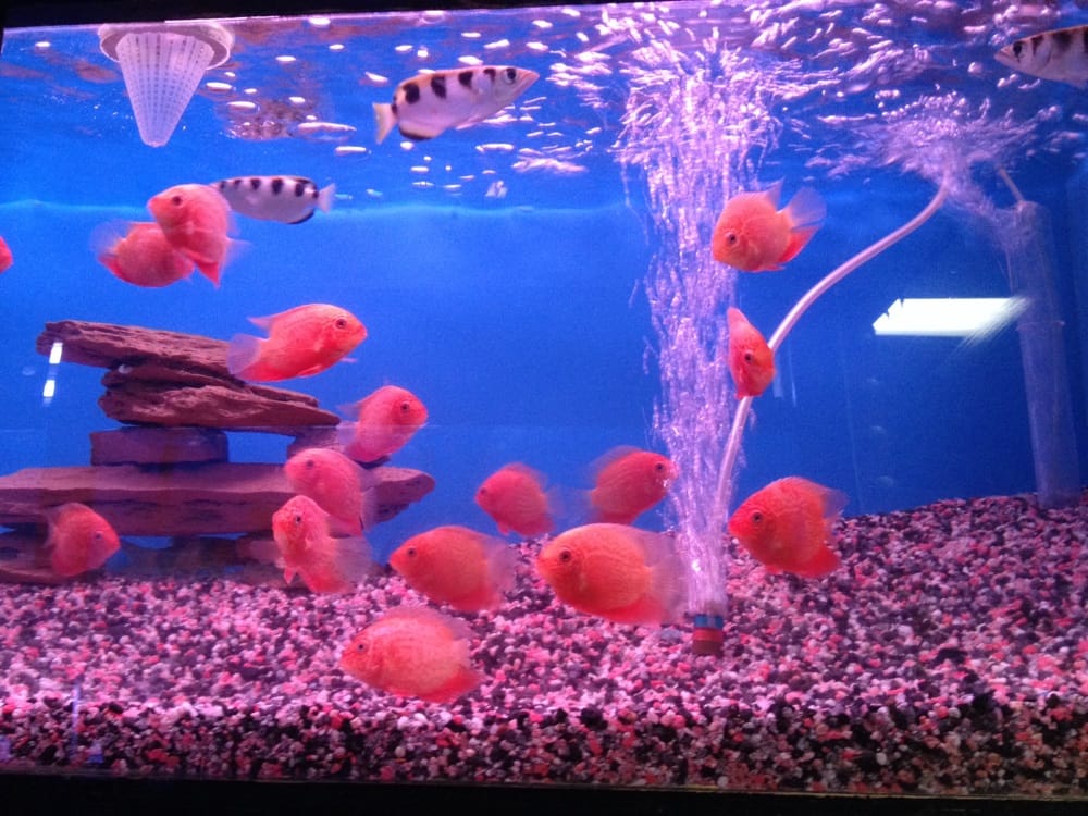 405 Tropical Fish 48 Photos & 147 Reviews Local Fish Stores 15222