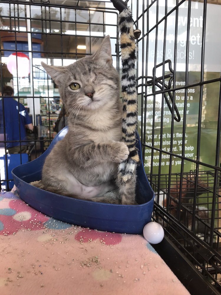 Kahoots Pet Store 4200 Chino Hills Pkwy, Chino Hills, CA, 91709