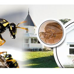 Photo of Arrow Exterminating - Brisbane Queensland, Australia