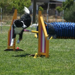 morgan hill dog park 92 photos 69 reviews dog parks 17575 morgan hill public works