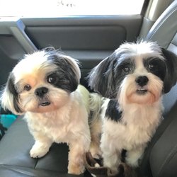 shih tzu rescue denver shih tzu rescue denver