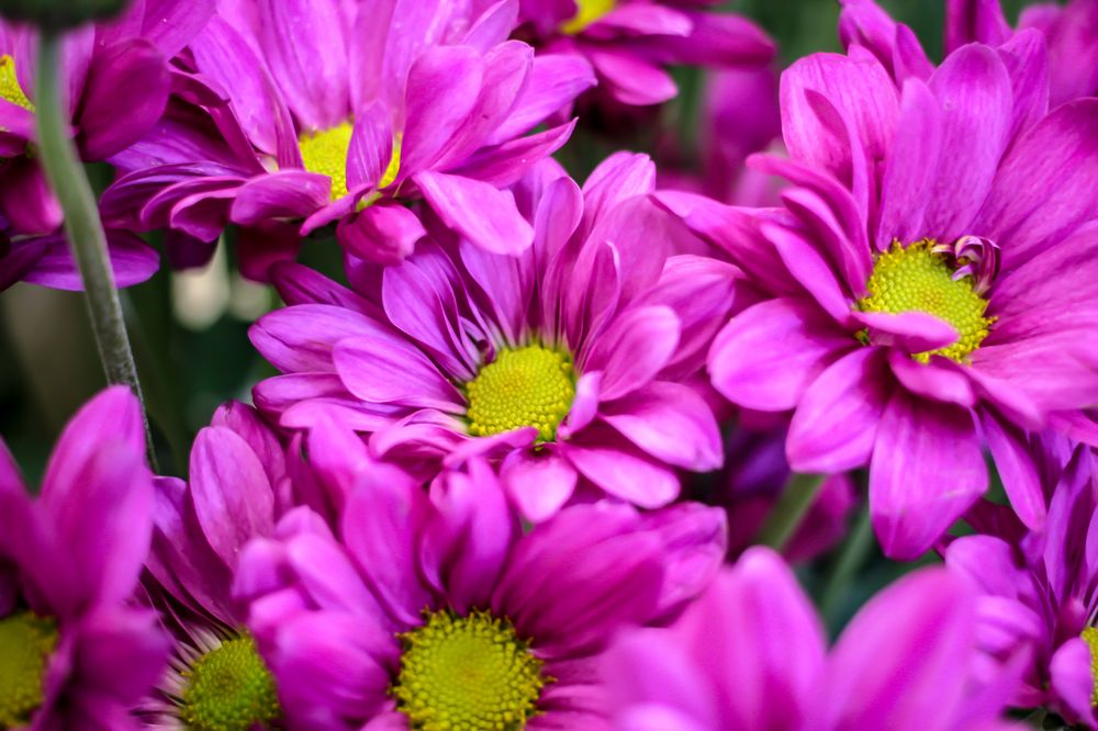 Kuhn Flowers 50 Photos & 23 Reviews Florists 3802 Beach Blvd