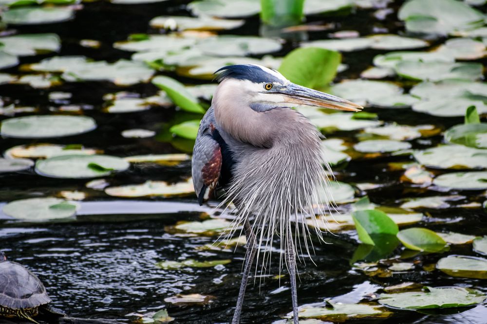 Blue Heron Massage & Wellness