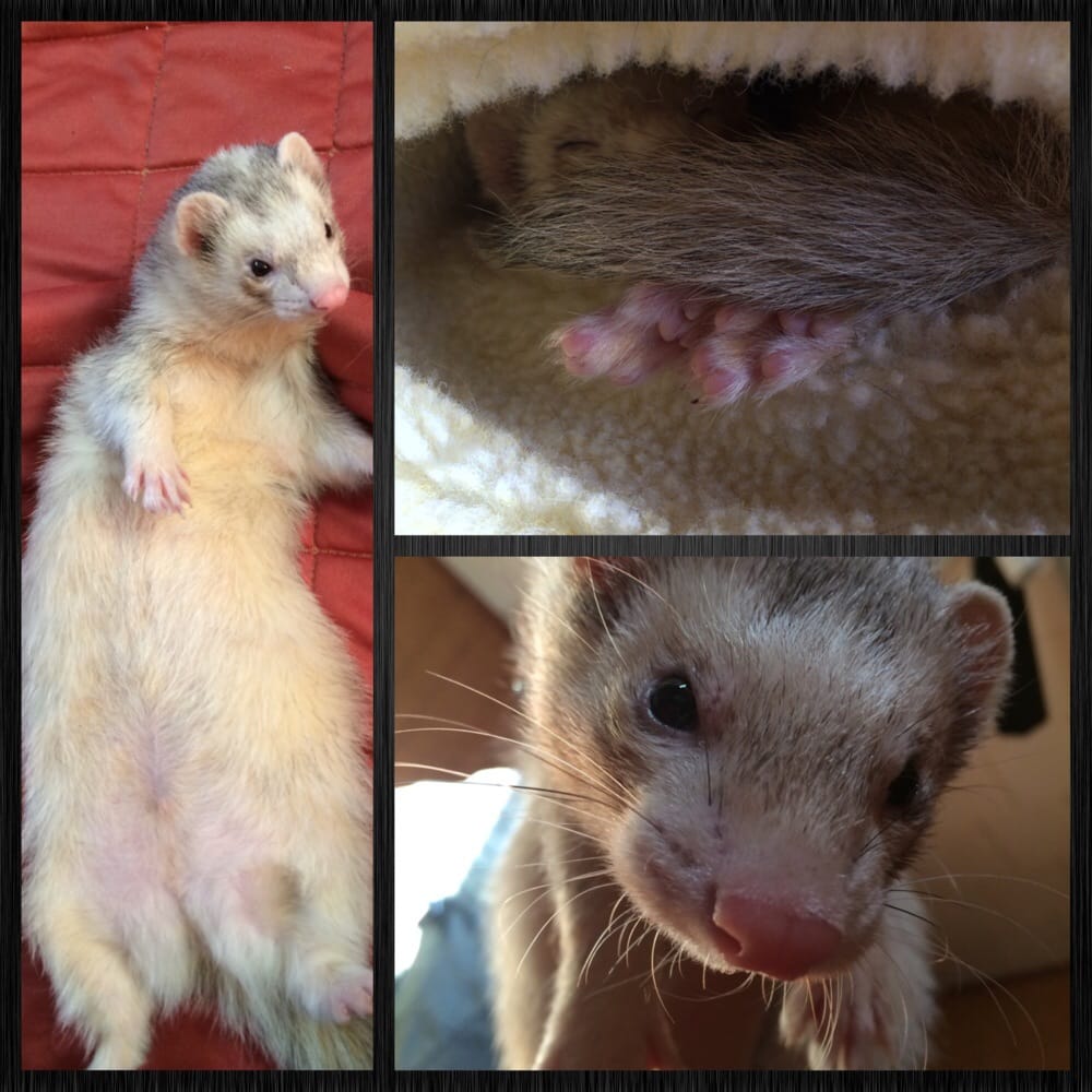 Oregon Ferret Shelter - 11 Photos - Animal Shelters - 3347 SE Umatilla