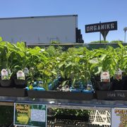 Green Thumb Nursery Ventura 76 Photos 86 Reviews Nurseries This Photo Of Green Thumb Nursery Ventura Ca United States Large