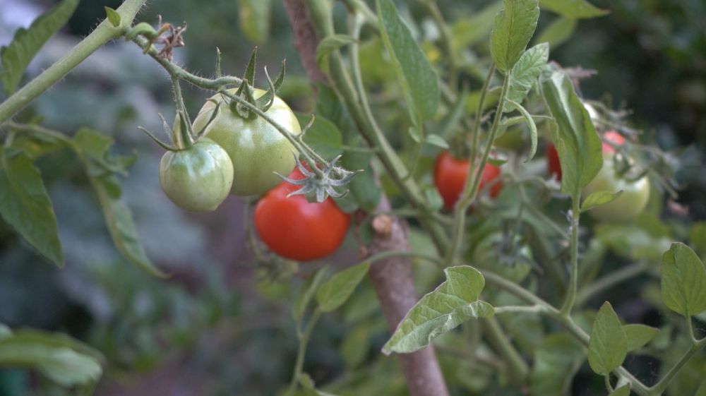 Green Horticulturist Grounds Management Solutions