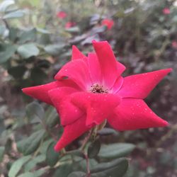 Top Choice Lawn Care 31 Photos 43 Reviews Landscaping 9714 Photo Of Top Choice Lawn Care Austin Tx United States Rose