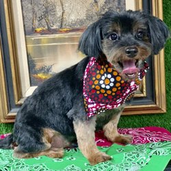 mobile dog grooming brooklyn