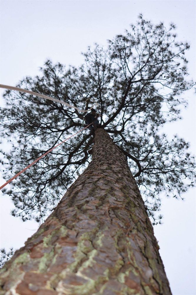 Underwoods Tree Service