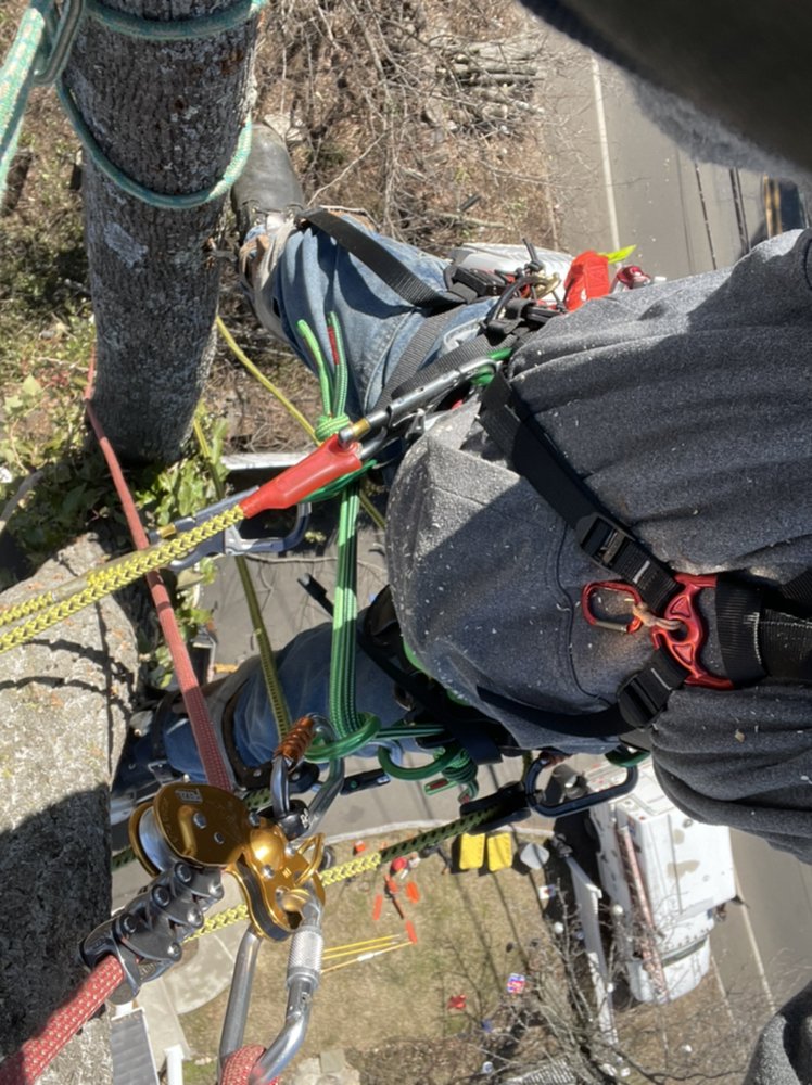 Ramirez Tree Services