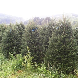clark s christmas tree farm christmas trees 235 pusey clark s christmas tree farm christmas trees 235 pusey