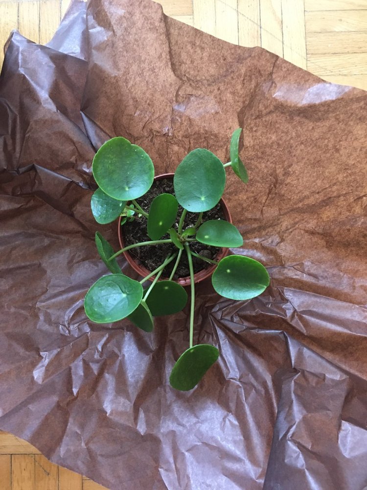 ecostems