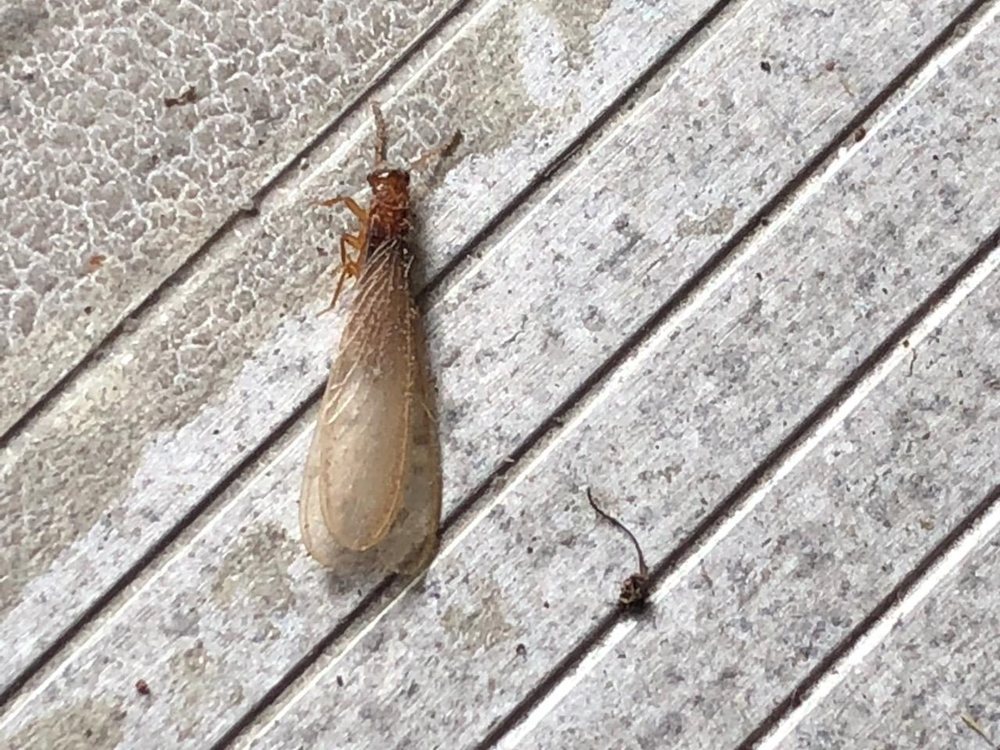 Bug State Pest Control
