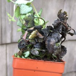 Spring Hill Nurseries 27 Reviews Gardening 110 W Photo Of Spring Hill Nurseries Tipp City Oh United States All 20